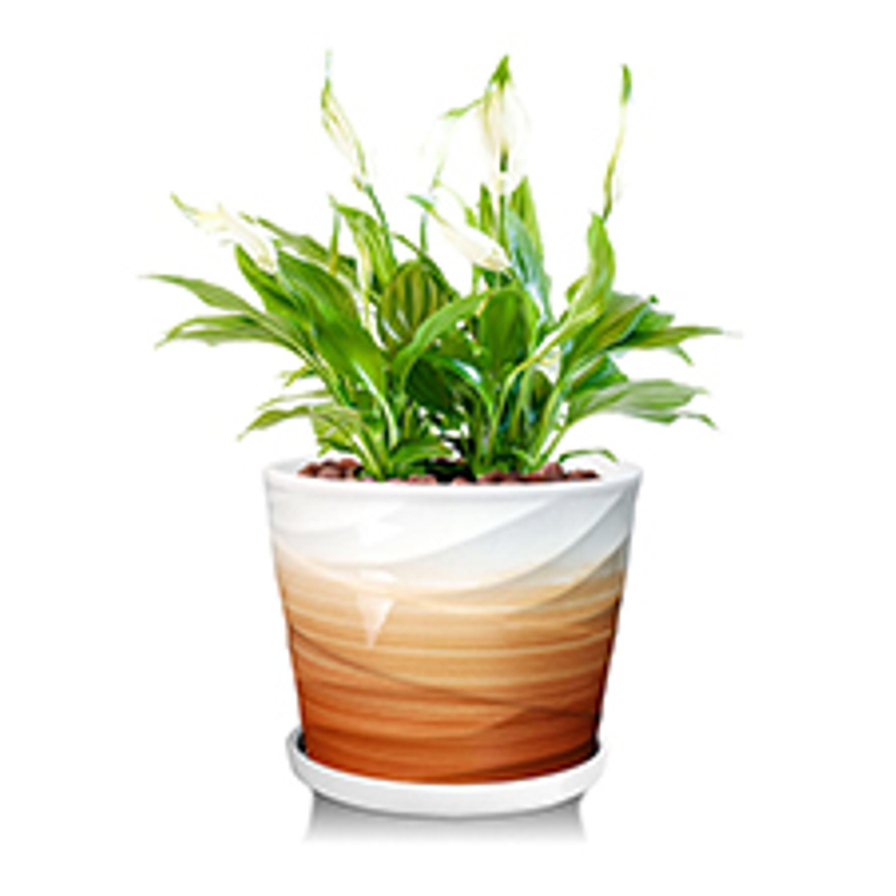 8 Inch Plant Pot,Ceramic Planter with Drainage and Saucer,Ceramic Pots for Plants,Indoor Plant pots,Ceramic Flower pots(Pure White)