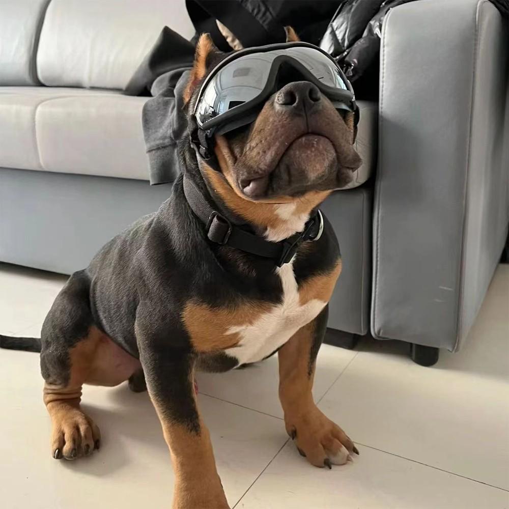 Dog Goggles, Stylish Pet Sunglasses, Large Dog Eyewear, Windproof, Unique Pet Accessory, Perfect for Photos, Cute Outdoor Gear, Dual Straps