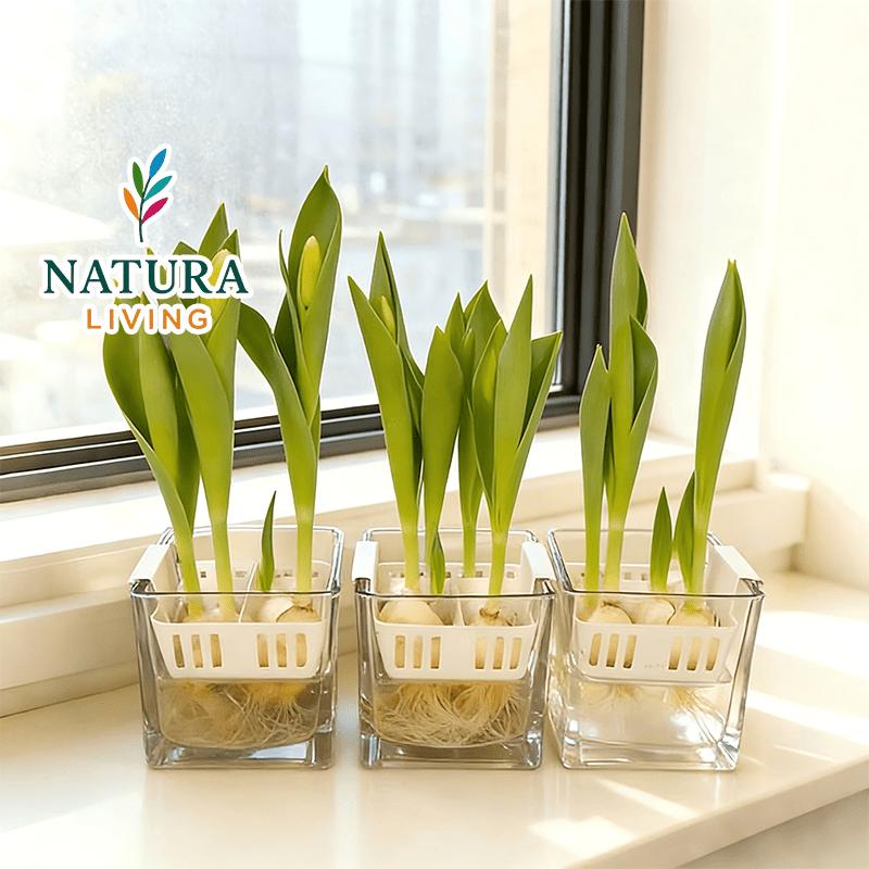 Premium Tulip Stems, Mixed Colors - Hydroponic and Soil Cultivation Compatible - Easy to Grow Perennial Flowers for Indoor Potting, Balcony and Outdoor Garden Decoration - Spring Gifts