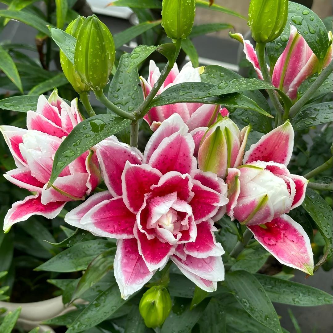 Pink Lily Bulbs - Hardy Perennial Horticultural Plant - Easy to Grow Indoors and Outdoors - Hardy and Multi-Season Flowering