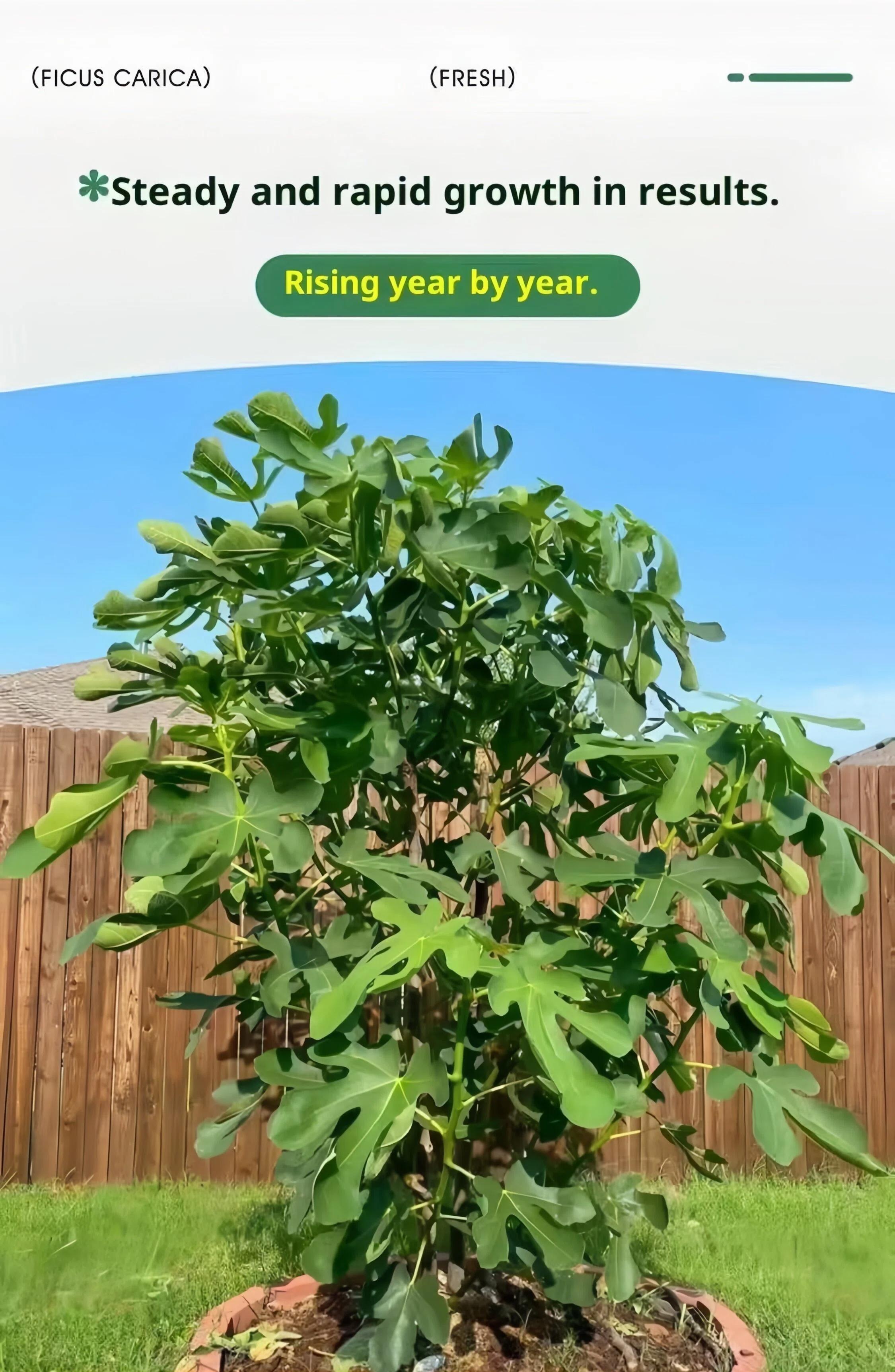 Fresh Fig Tree Sapling – Healthy Bare Root, Drought-Tolerant & Fast-Growing – Low-Maintenance Fruit Tree for Home Gardeners – Grows Well in Pots or Ground Compact Live Plant Gardens