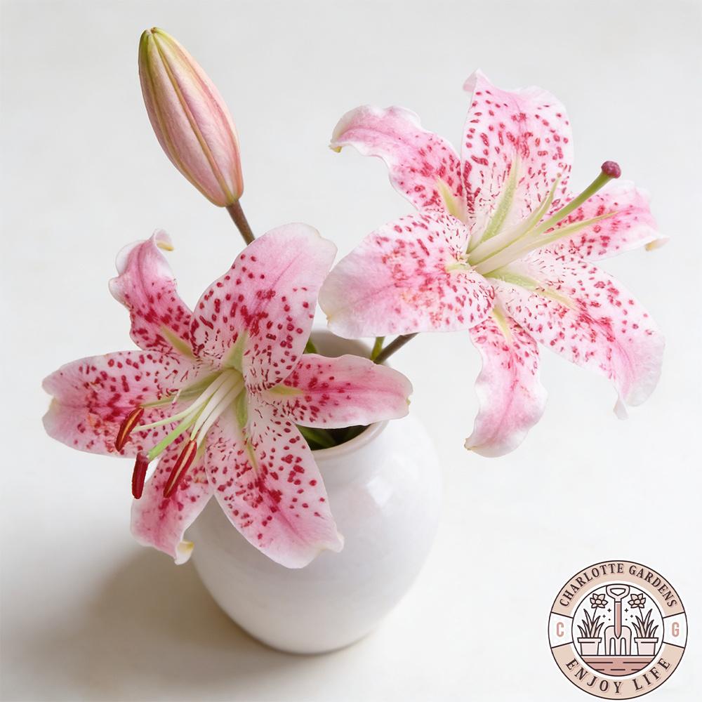 Blush Romantic Lily Bulbs | Classic pink and white flowers, fragrant and elegant in form. Easy-to-grow perennial bulbs add timeless beauty and a touch of romance to any garden or home