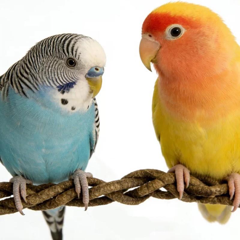 Parrot Climbing Rope Stand Pole Toy, Bendable Bird Toy for Cage Accessories, Parakeet Budgie Cockatoo Chew Toy, Avian Pet Supplies