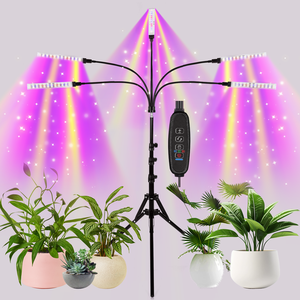 MUENING LAMP