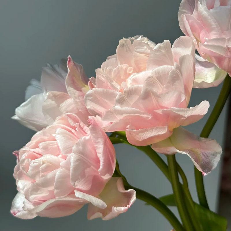 1 pack of tulip balls, hydroponics and soil growth, fresh decoration on the desktop, simple decorative flower balls that are easy to care for