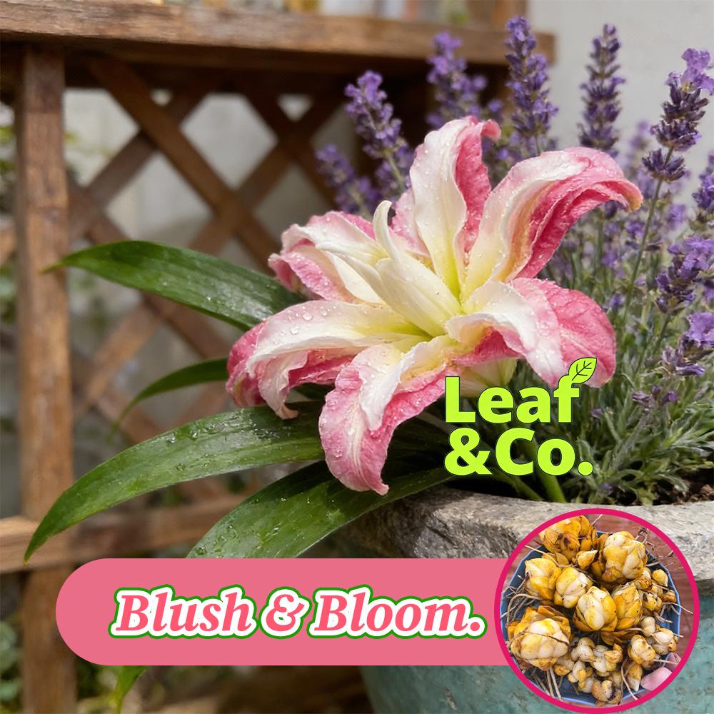 Lily bulbs - sweet red flowers - red roots - easy to grow all year round - outdoor garden planting