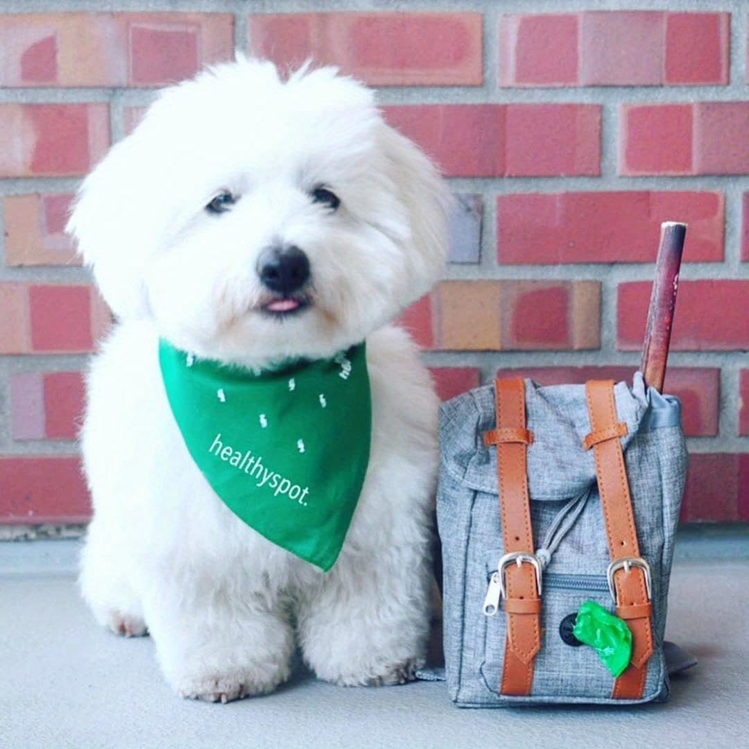 Multifunctional Adjustable Pet Carrier Backpack with Safety Harness, Suitable for Small to Medium Dogs (Chest 17.72-25.59inch), Portable Travel And Daily Use Pet Bag