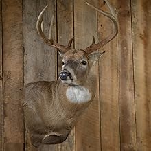 Skull Hooker Little Hooker Trophy Mount - Perfect Kit for Hanging and Mounting Hogs, Aoudad, Alligator, Black Bear Skulls for Display - Available in Graphite Black and Robust Brown