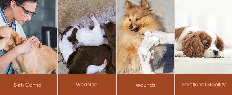 Kuoser Dog Surgery Recovery Suit, Recovery Suit for Female Male Dogs, Dog Onesie After Surgery Spay Neuter, Anti-Licking Pet Surgical Recovery Snugly Suit, Fuddle wuddle patch puppy