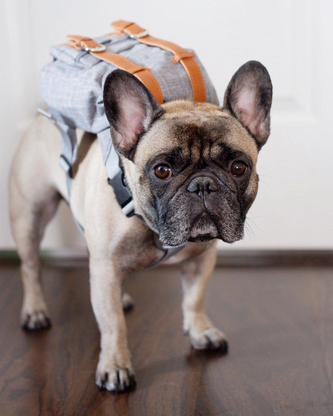 Multifunctional Adjustable Pet Carrier Backpack with Safety Harness, Suitable for Small to Medium Dogs (Chest 17.72-25.59inch), Portable Travel And Daily Use Pet Bag
