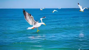 background preload poster image 