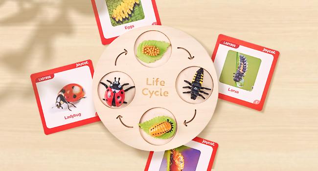 JoyCat Life Cycle Learning Education Toys, Insect Caterpillar to Butterfly kit, Bee, Tadpole to Frog Kit Life Cycle Toy, Preschool Learning Activities JoyCat Life Cycle Learning Education Toys, Insect Caterpillar to Butterfly kit, Bee, Tadpole to Frog Kit Life Cycle Toy, Preschool Learning Activities