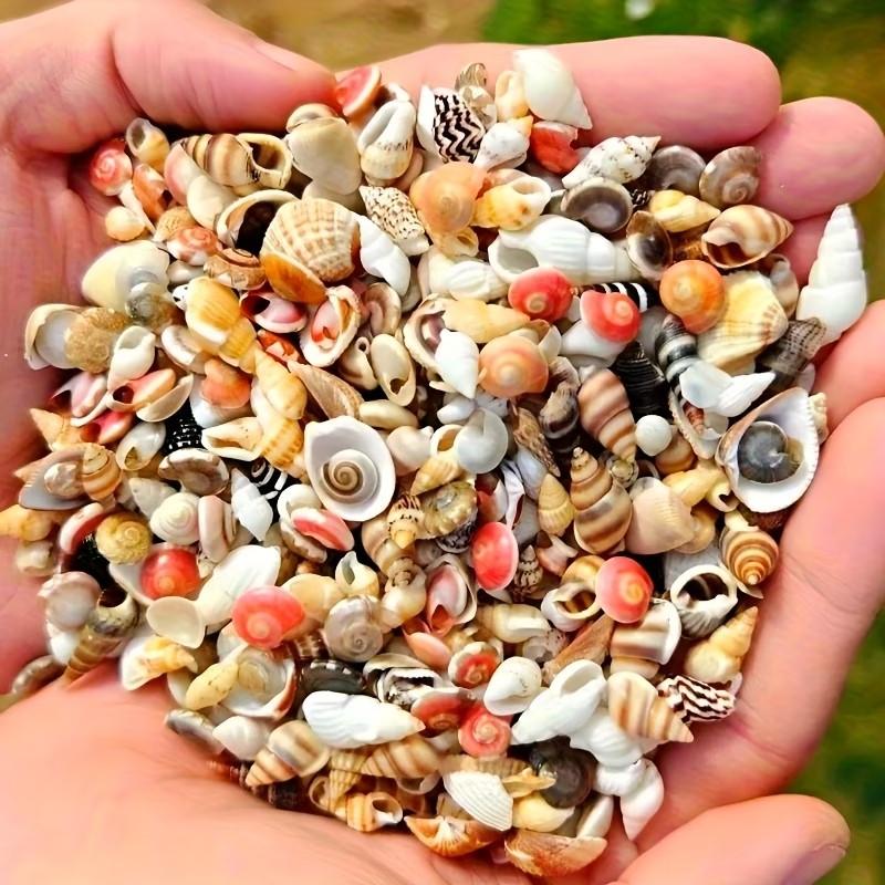 Colorful Mini Shells, Various Patterns and Colors, Ideal for DIY Crafts, Collage Art, Bottle Decorations, Fish Tank Accessories, Gift Ideas