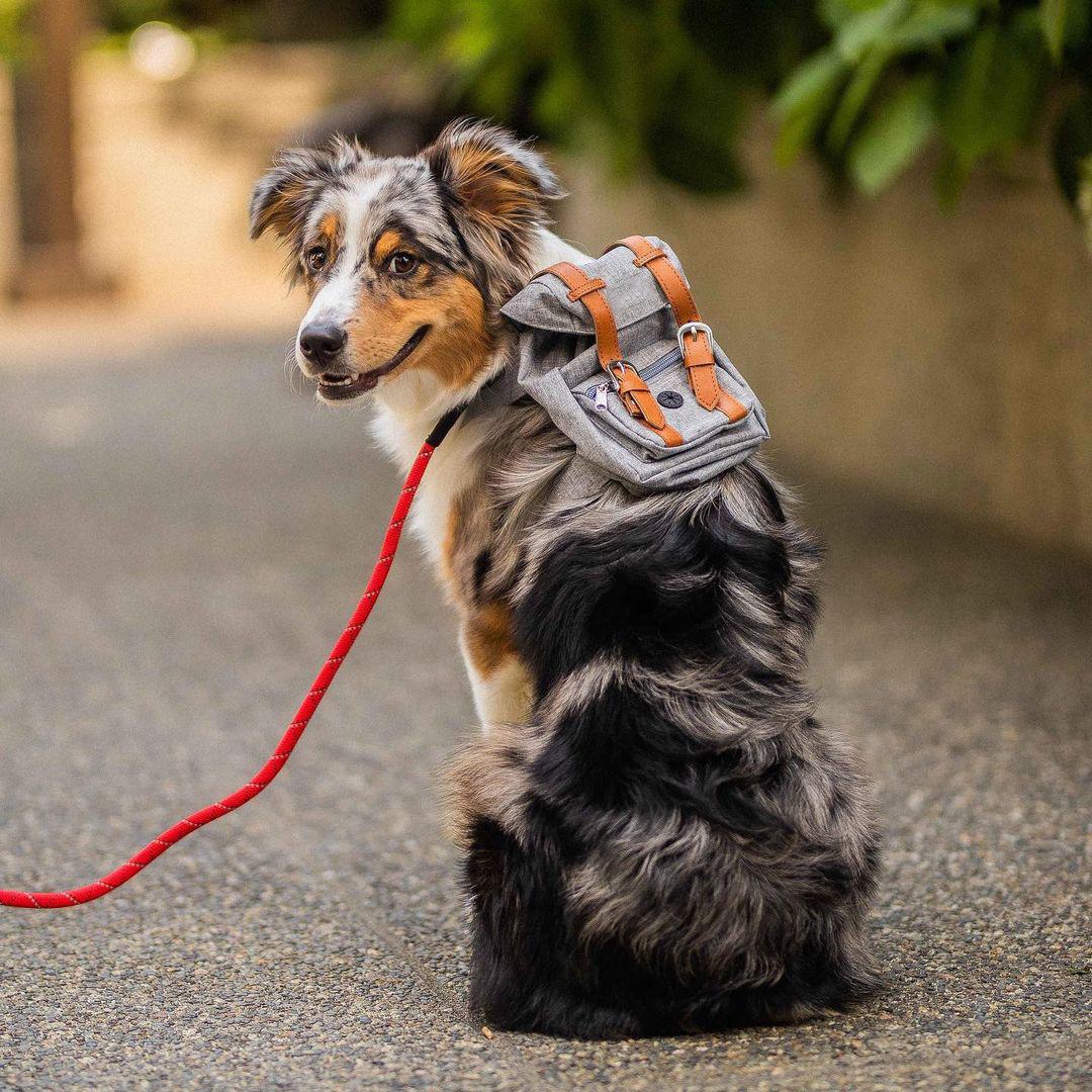 Multifunctional Adjustable Pet Carrier Backpack with Safety Harness, Suitable for Small to Medium Dogs (Chest 17.72-25.59inch), Portable Travel And Daily Use Pet Bag