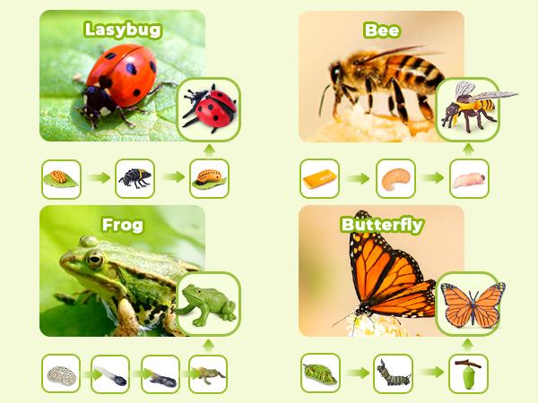JoyCat Life Cycle Learning Education Toys, Insect Caterpillar to Butterfly kit, Bee, Tadpole to Frog Kit Life Cycle Toy, Preschool Learning Activities