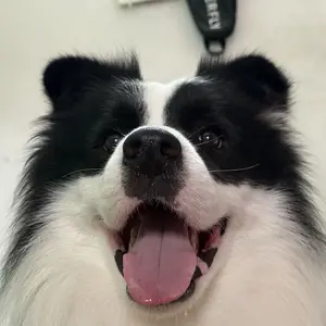 background preload poster image 