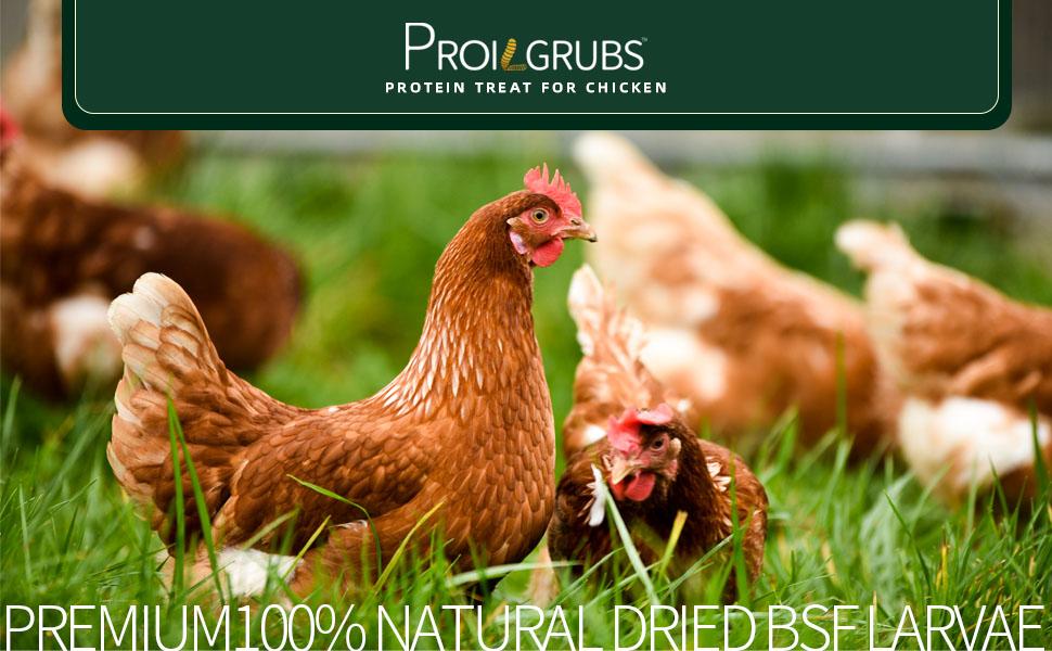 11LBS/10LBS /5 LBS Non-GMO-Dried Worms for Chickens PROILGRUBS All Natural Dried Black Soldier Fly Larvae Treats, Dried Meal Worms for Chickens, Hens, Birds... Egg Productivity High Protein Black Soldier Fly Larvae High Protein feed 11LBS/10LBS /5 LBS Non-GMO-Dried Worms for Chickens PROILGRUBS All Natural Dried Black Soldier Fly Larvae Treats, Dried Meal Worms for Chickens, Hens, Birds... Egg Productivity High Protein Black Soldier Fly Larvae High Protein feed
