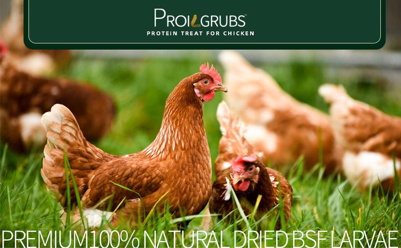 11LBS/10LBS /5 LBS Non-GMO-Dried Worms for Chickens PROILGRUBS All Natural Dried Black Soldier Fly Larvae Treats, Dried Meal Worms for Chickens, Hens, Birds... Egg Productivity High Protein feed 11LBS/10LBS /5 LBS Non-GMO-Dried Worms for Chickens PROILGRUBS All Natural Dried Black Soldier Fly Larvae Treats, Dried Meal Worms for Chickens, Hens, Birds... Egg Productivity High Protein feed