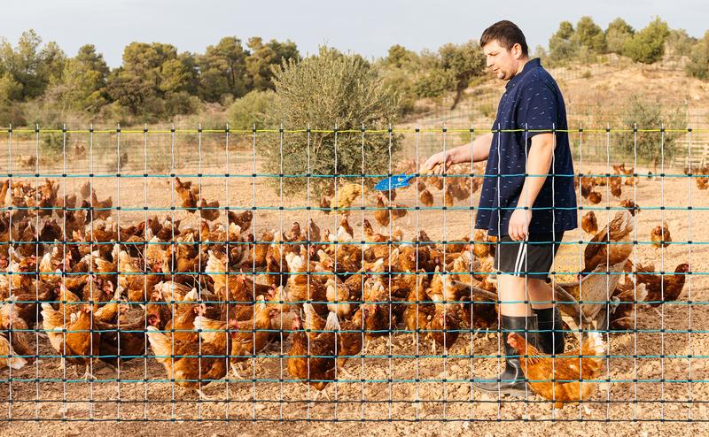 Poultry Netting Electric Fence - 41.5" H x 164' L, Portable Livestock Nets Mesh for Chickens, Ducks, Geese, Turkey, Electric Fencing for Backyards, Homesteaders, Farms, Ranches, Gardens