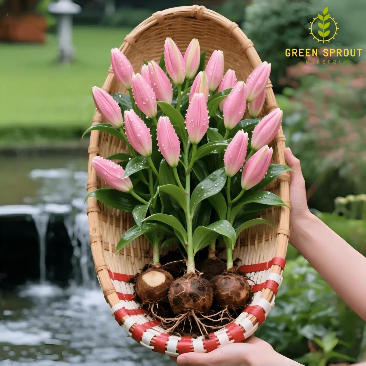 Pink lily bulbs - sweet double flowers for gardens and flower arrangements | easy to grow perennial bulbs | attract hummingbirds | perfect for home gardens and patios