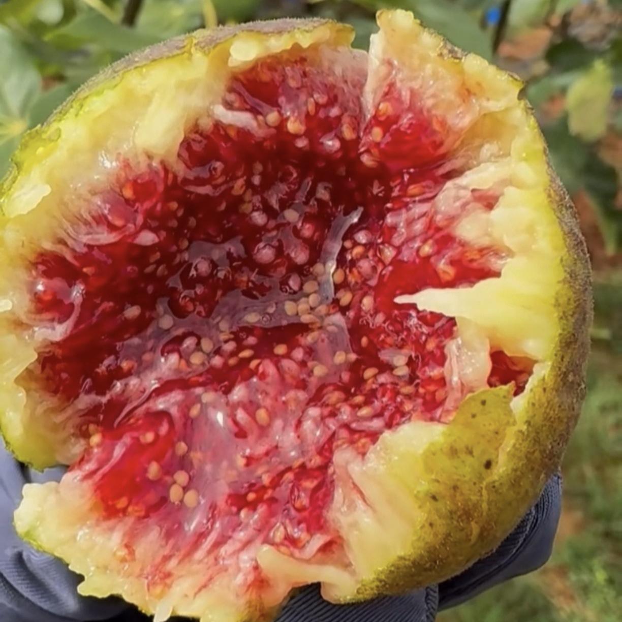 Fresh Fig Tree Sapling – Healthy Bare Root, Drought-Tolerant & Fast-Growing – Low-Maintenance Fruit Tree for Home Gardeners – Grows Well in Pots or Ground Compact Live Plant Gardens