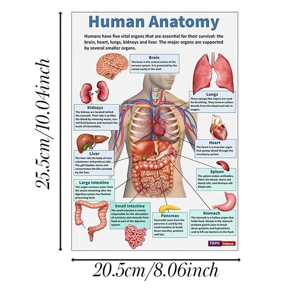 Anatomy Learning Posters - Learning Materials Visual Learning Tools Educational Wall Decor Set with Human Body Diagrams | Classroom Visual Aid & Home Schooling Study Reference