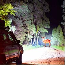 Nilight 2PCS 7Inch 85W LED Driving Light 10200LM IP68 Spot Flood Combo Round Built-in EMC Offroad Lights with 14AWG DT Connector Wiring Harness Kit for Truck ATV UTV SUV  dealsforyoudays