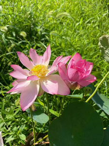 The best walkie-talkie