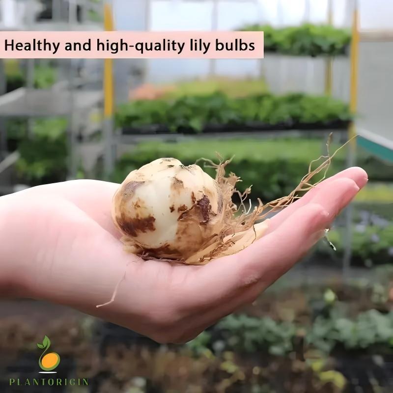 Dwarf White Fragrant Lily Bulbs - Exquisite pure white flowers, easy to grow, add elegance to your garden and home