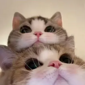 background preload poster image 