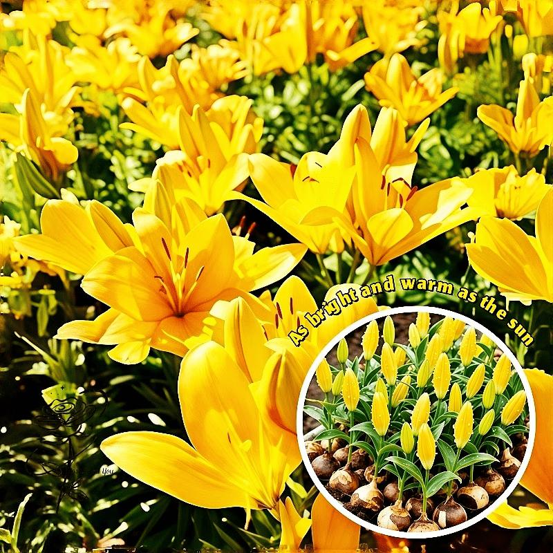 Yellow Asiatic Lilies | Strong bulbs in zones 3 to 9 that grow vigorously. Heat-resistant and easy to care for, they bring vibrant colors and repetitive flowers to containers or landscapes with minimal effort.