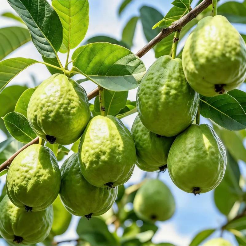 Live Guava Tree – Tropical Fruit Plant, Healthy Root System, Grows in Ground or Pot, Beginner Friendly for Home Garden Saplings Perennial Compact Fast-Growing Hardy