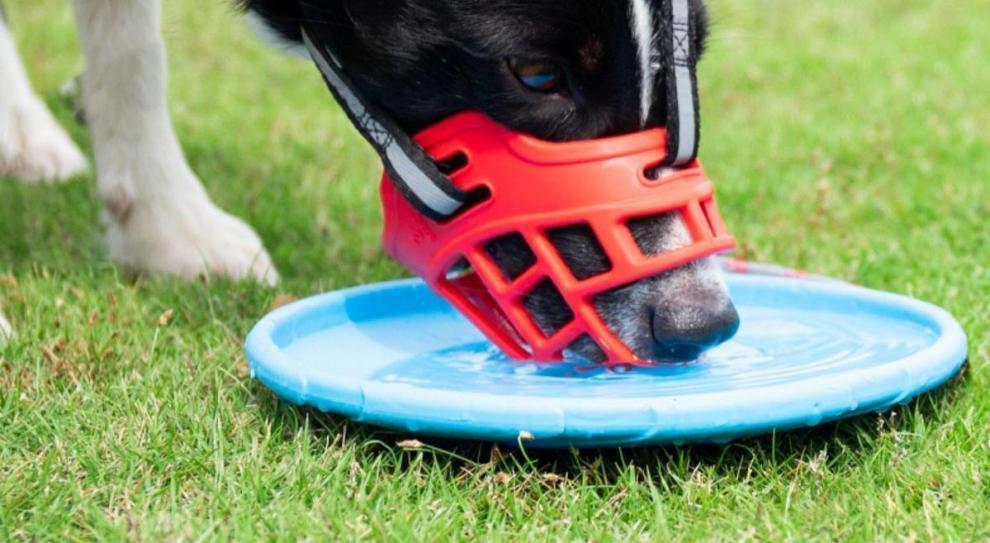 2026 Dog Muzzle to Prevent Eating and Barking, Anti-Barking Device for Small, Medium, and Large Dogs, Pet Anti-Barking Mouth Cover