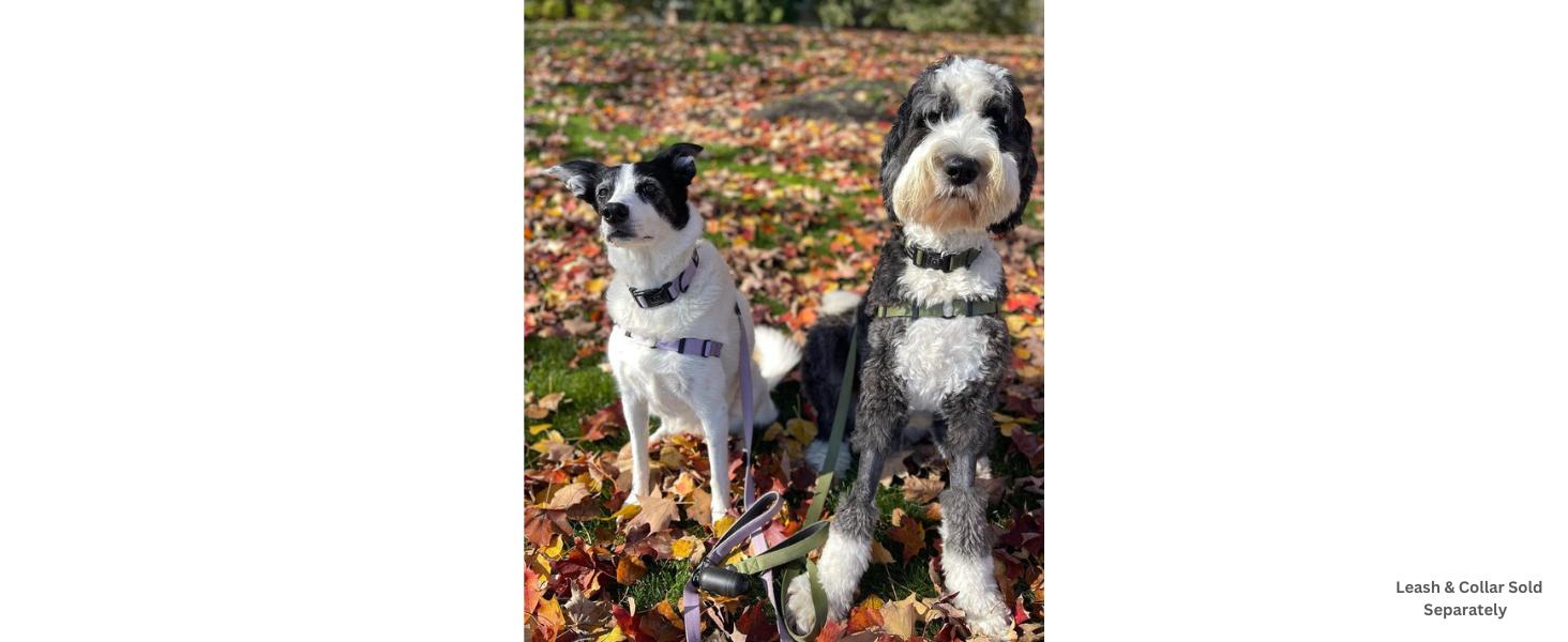 Dream Walk No-Pull Dog Harness- Adjustable, Comfortable, Easy to Use Pet Halter to Help Stop Pulling for Small, Medium and Large Dogs (Seafoam, L) Dream Walk No-Pull Dog Harness- Adjustable, Comfortable, Easy to Use Pet Halter to Help Stop Pulling for Small, Medium and Large Dogs (Seafoam, L)