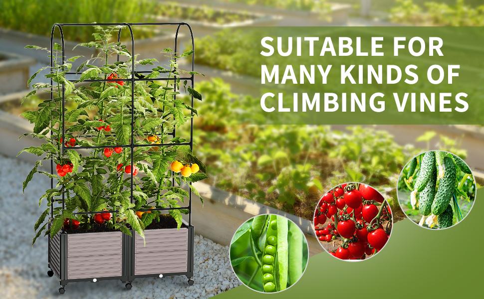 MOPHOTO Raised Garden Bed Planter Box with Trellis for Climbing Vegetables Plants, Tomatoes Planters Outdoor Tomato Cage with Wheels, Indoor Outdoor Use