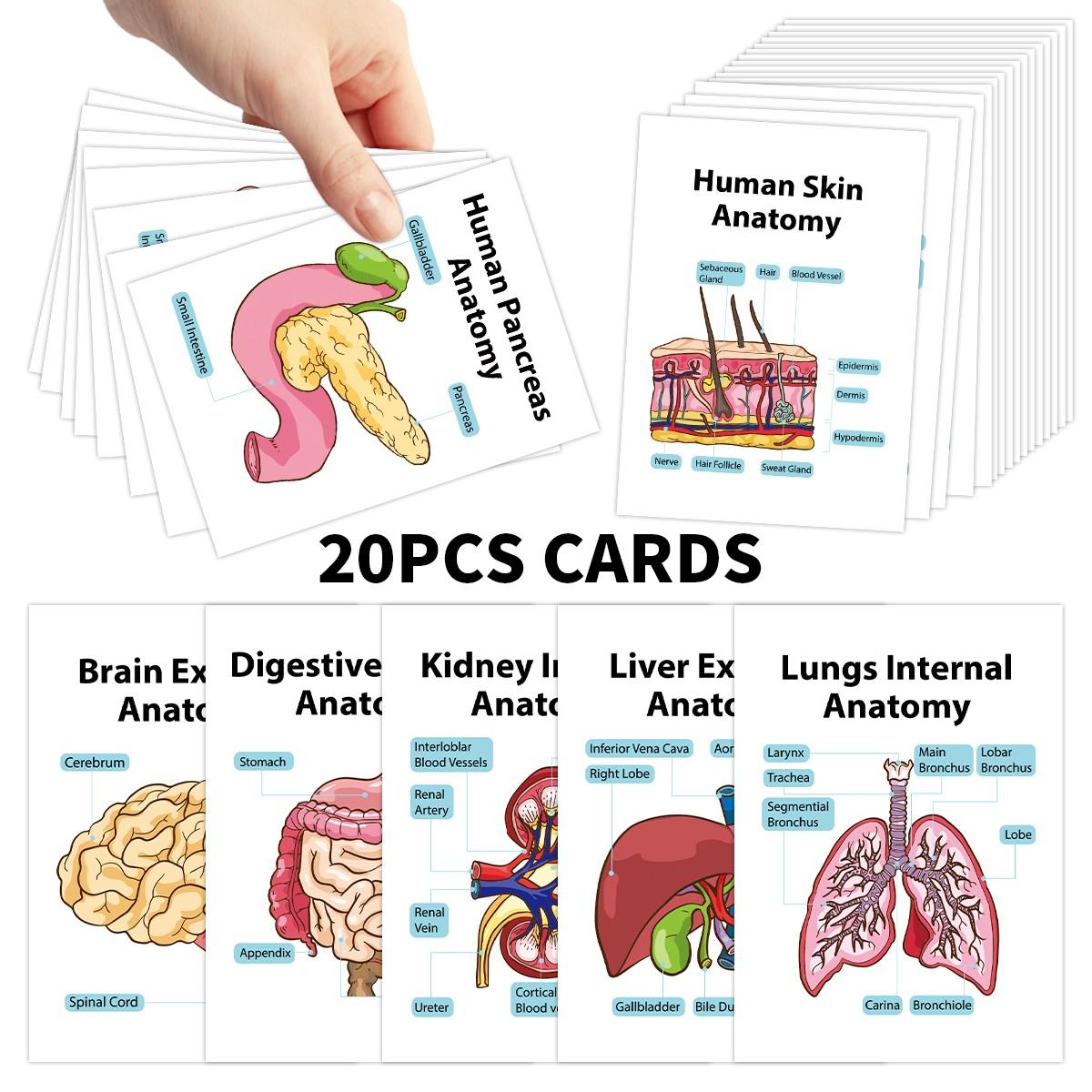 20pcs Human Body Systems Anatomy Flashcards - Illustrated Medical ...