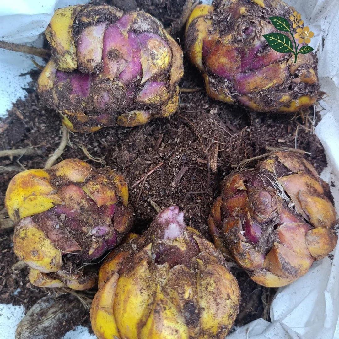 Rainbow lily bulbs, blooming flowers with yellow pink edges, easy to grow, suitable for home gardens and cut flowers