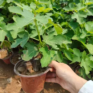 1 fig seedling, Grace Bogie red fruit variety, extra large fruit, suitable for year-round planting, the fruit of the year, suitable for ground planting in pots