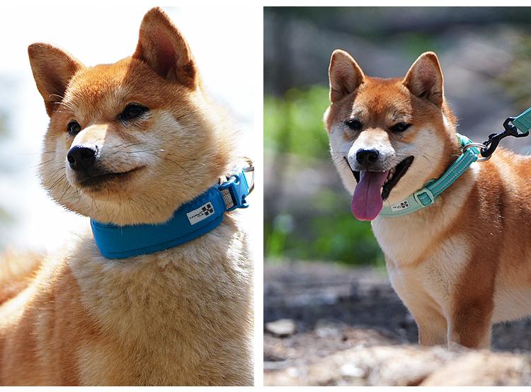 Adjustable Airtag Dog Collar Breakaway with ,Reflective with Dog Collar Airtag Holder,for Small, Medium & Large Dogs,Pet Supplies,Accessories,Gifts(No AirTag included)