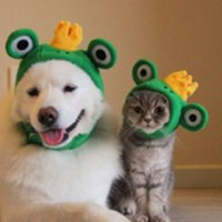 Hanhanle pet