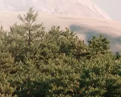 background preload poster image 