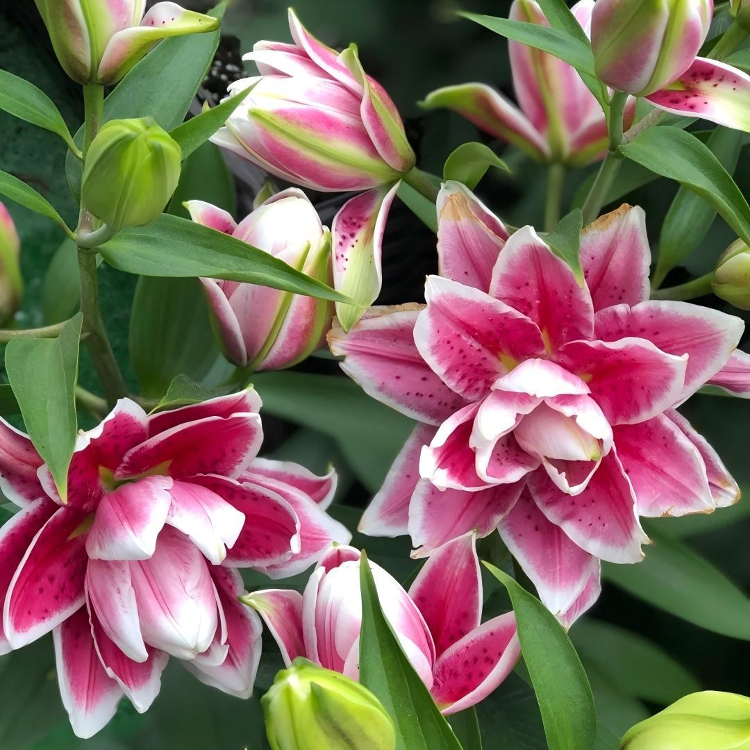 Pink Lily Bulbs - Hardy Perennial Horticultural Plant - Easy to Grow Indoors and Outdoors - Hardy and Multi-Season Flowering
