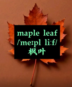 Maple Leaf Department Store123