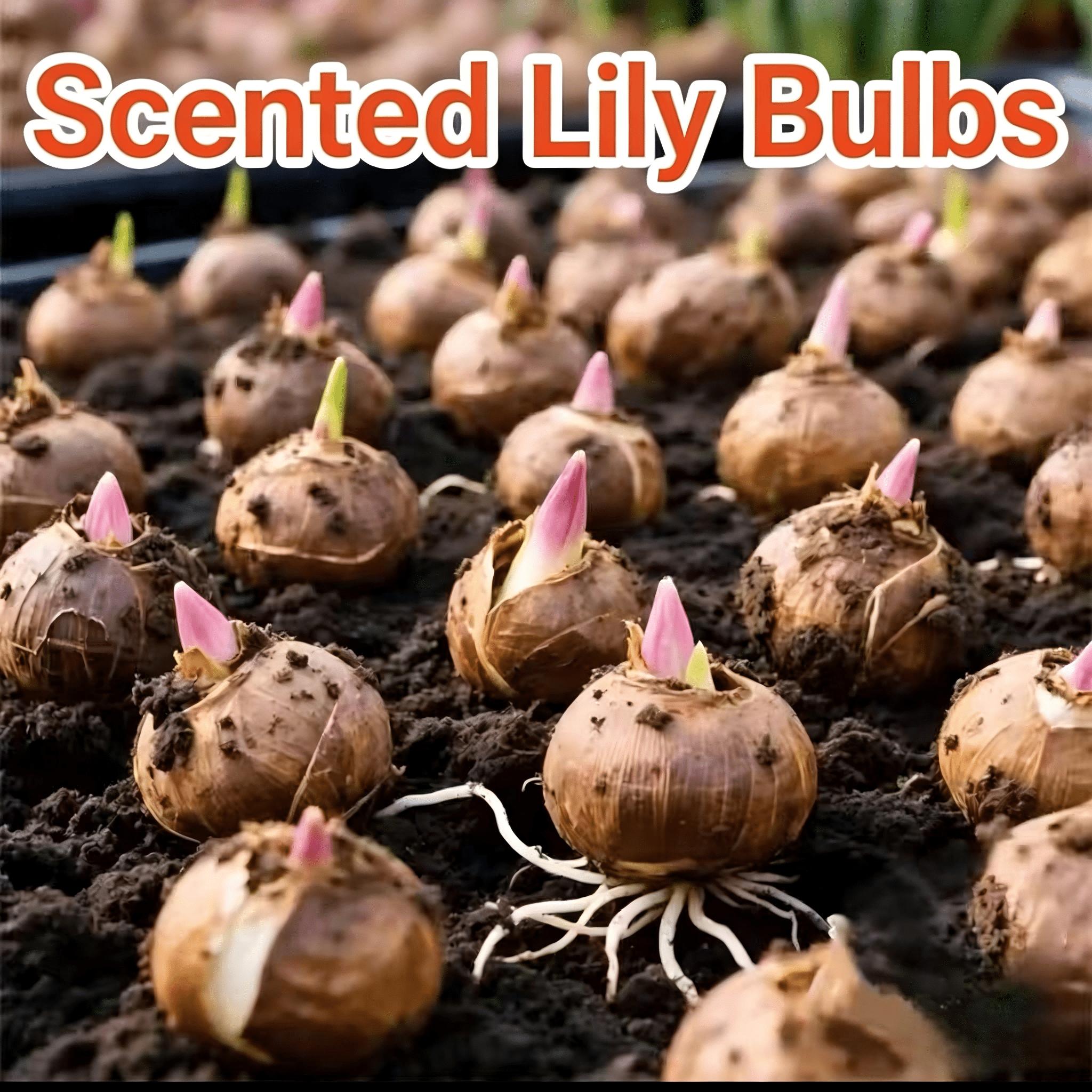 Yellow lily seeds are multicolored and have beautiful blooms and a strong smell. They have perennial bulbs that can bloom for many years after cultivation. Low maintenance costs make them suitable for garden decoration.