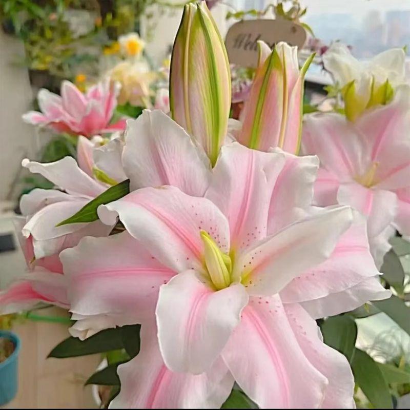 Pink lily bulbs, lush green leaves, charming scenery, suitable for home outdoor garden landscaping