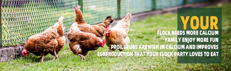 11LBS/10LBS /5 LBS Non-GMO-Dried Worms for Chickens PROILGRUBS All Natural Dried Black Soldier Fly Larvae Treats, Dried Meal Worms for Chickens, Hens, Birds... Egg Productivity High Protein feed