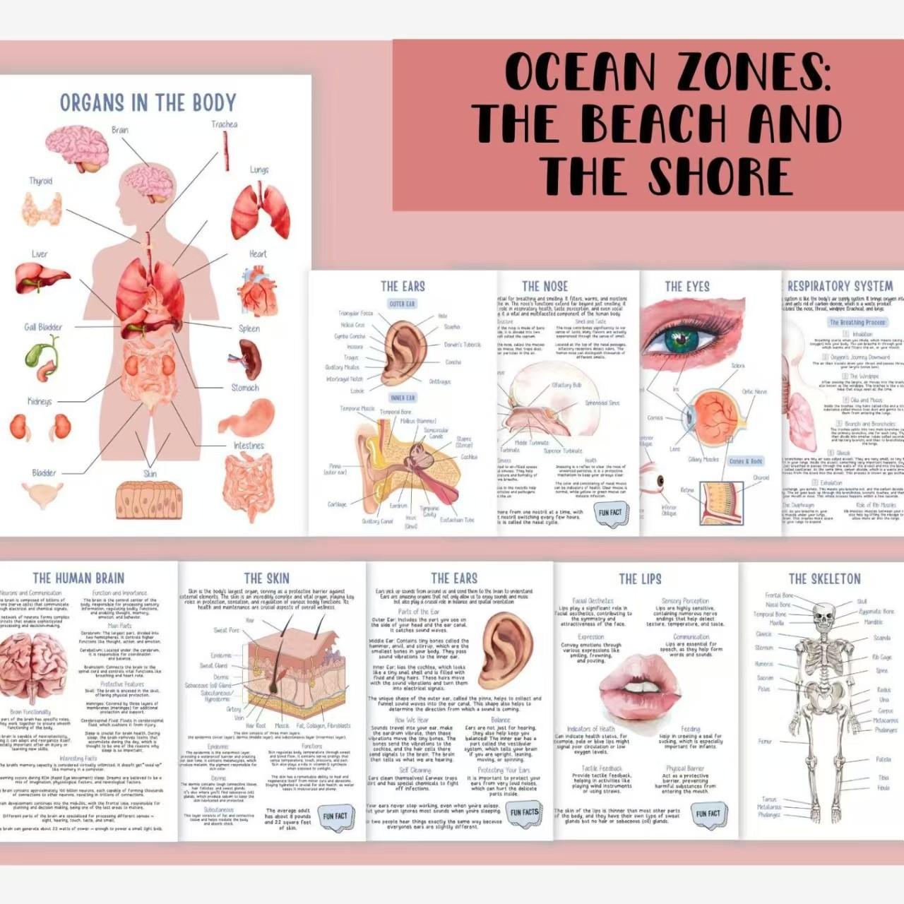 Human Anatomy Notebook for Medical Students, Nurses, and Biology Professionals, Visual Learning Spiral Bound Notebook, Essential Study Tool