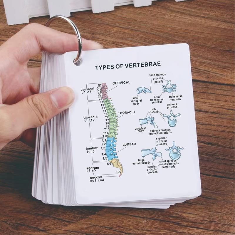 Anatomical Study Flashcards with Front and Back Views, Skeletal System Diagrams and Vocabulary Cards, Medical Learning Guide for Students, Doctors and Nurses, Nursing Flashcards