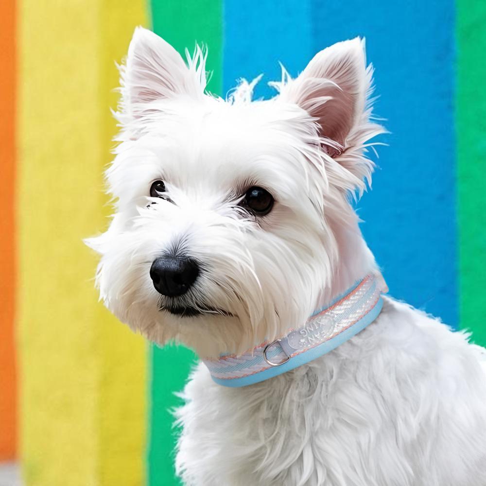 Spring Summer Dopamine Dog Collar for Small Medium Dogs, Teddy Corgi Schnauzer Neck Circle, Comfortable Pet Accessory