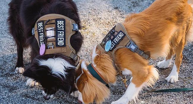 【Deals For You】Auroth Tactical Dog Harness for Small to Large Dogs  No Pull Adjustable Pet Harness Reflective K9 Working Training Easy Control Pet Vest Military Service Dog Harnesses